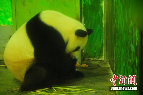 ����è�ڳ����ӡ��ױ��� ����è�ڳ����ӡ��ױ���