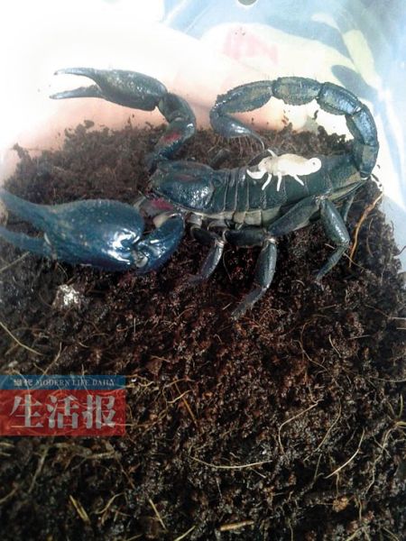 ������сы������ĸы���ϡ�ͼƭ���ܲɷ����ṩ ������сы������ĸы���ϡ�ͼƭ���ܲɷ����ṩ