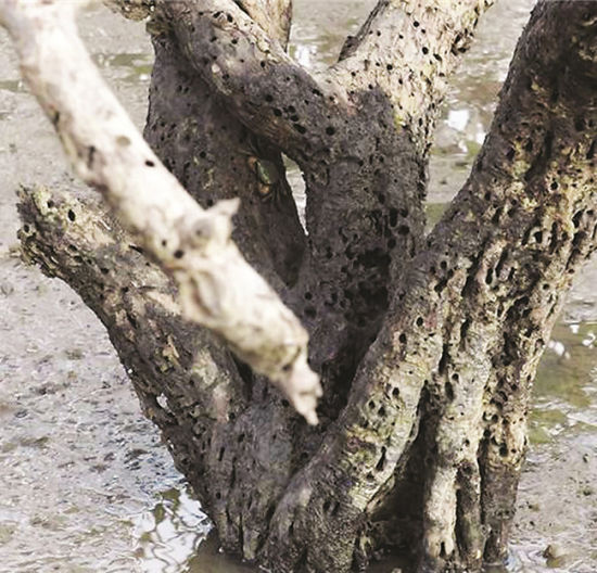 �����ĺ����ָ�������с�ס�ф���� �� �����ĺ����ָ�������с�ס�ф���� ��
