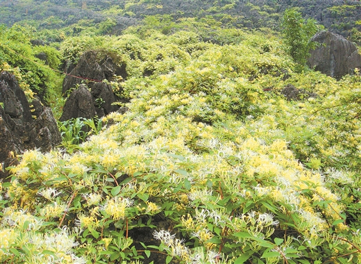 金银花满山遍野。(忻城县融媒体中心供图)