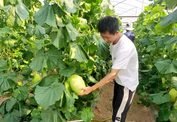 南宁市武鸣区:瓜果飘香农人忙 甜蜜产业促振兴