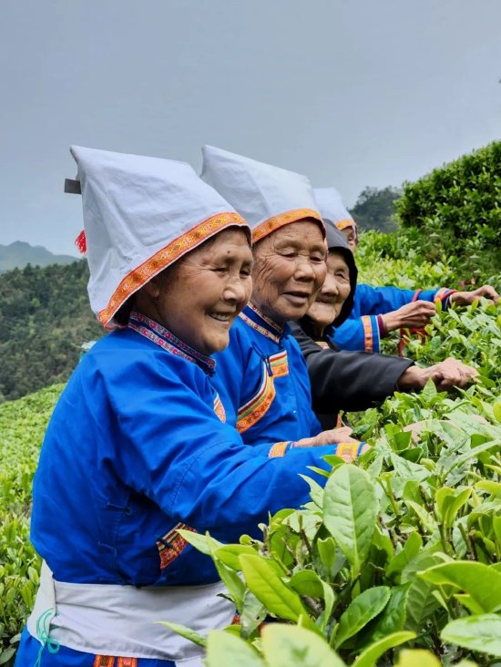 ▲金秀瑶族群众正在采摘茶叶,当地依托生态优势大力发展壮大茶产业,增加群众收入。(韦祯祯 摄)